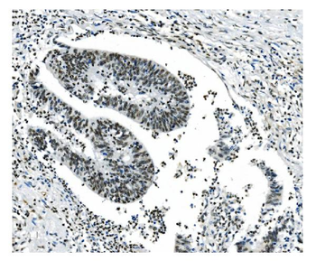 NRF1 Antibody (monoclonal, 2G4)