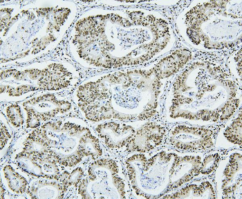NRF1 Antibody (monoclonal, 2G4)