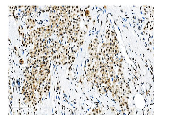 NRF1 Antibody (monoclonal, 2G4)