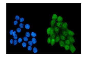 NRF1 Antibody (monoclonal, 2G4)