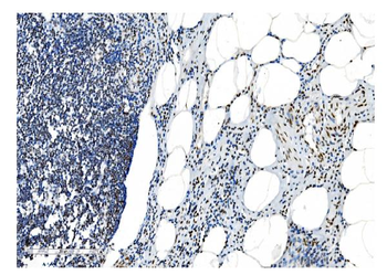 NRF1 Antibody (monoclonal, 2G4)