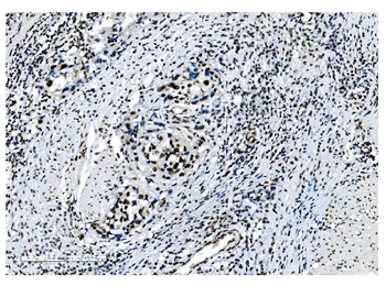 NRF1 Antibody (monoclonal, 2G4)