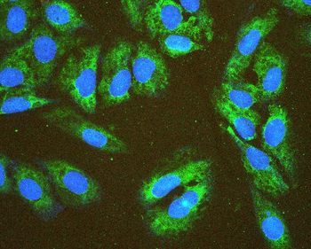 EIF4G1 Antibody