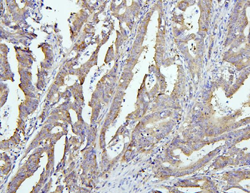 EIF4G1 Antibody