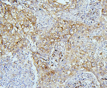 EIF4G1 Antibody