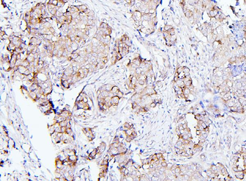 EIF4G1 Antibody