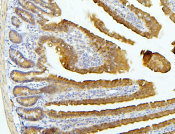 EIF4G1 Antibody