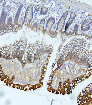EIF4G1 Antibody