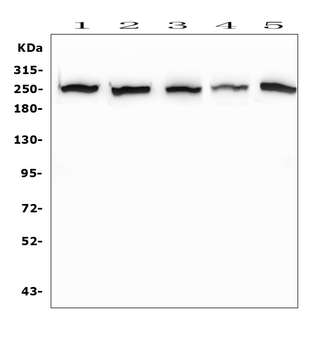 EIF4G1 Antibody