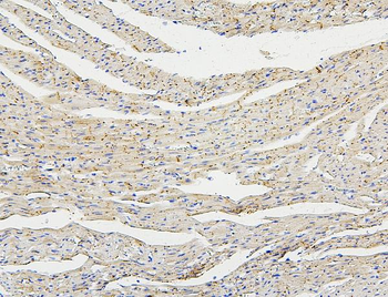 Connexin 43/GJA1 Rabbit Polyclonal Antibody