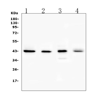 Connexin 43/GJA1 Rabbit Polyclonal Antibody