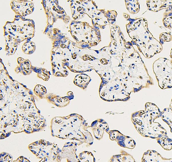 IFNAR2 Antibody
