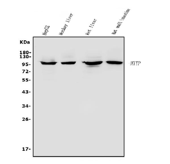 MTTP Rabbit Polyclonal Antibody