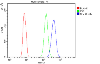 NF2/Merlin Antibody