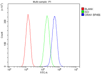 Orai1 Rabbit Polyclonal Antibody