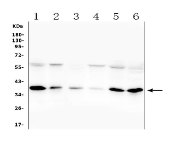 Orai1 Rabbit Polyclonal Antibody