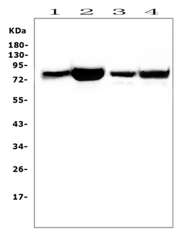 PKC delta/PRKCD Antibody
