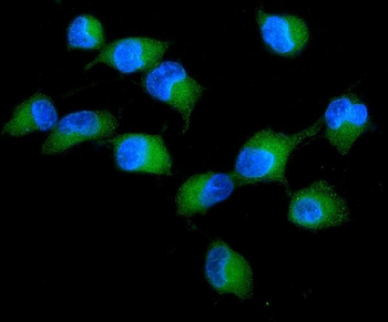 PKC delta/PRKCD Antibody