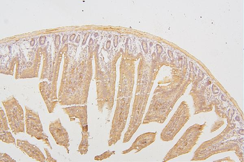 PKC delta/PRKCD Antibody