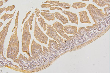 PKC delta/PRKCD Antibody