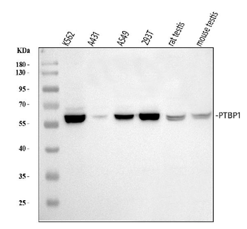 PTBP1 Antibody