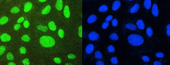 PTBP1 Antibody