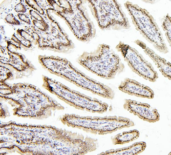 PTBP1 Antibody