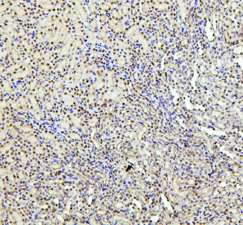 PTBP1 Antibody