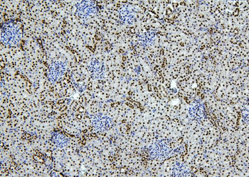 PTBP1 Antibody
