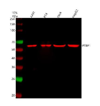 PTBP1 Antibody