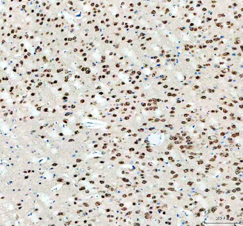 Fox2/RBM9/RBFOX2 Rabbit Polyclonal Antibody