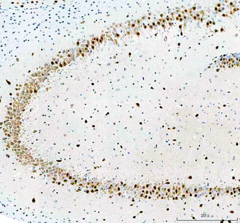 Fox2/RBM9/RBFOX2 Rabbit Polyclonal Antibody