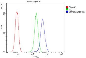 SMARCA2/BRM Antibody