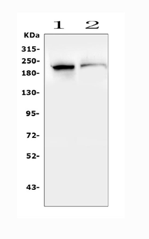 SMARCA2/BRM Antibody