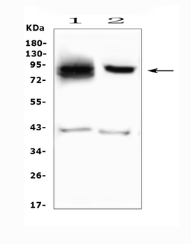 SMURF2 Rabbit Polyclonal Antibody