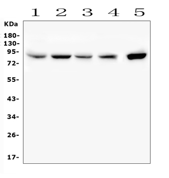 SMURF2 Rabbit Polyclonal Antibody