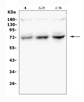 SYK Rabbit Polyclonal Antibody