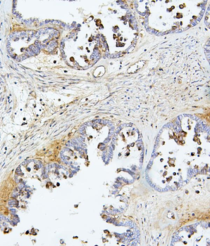 TIE2/TEK Antibody