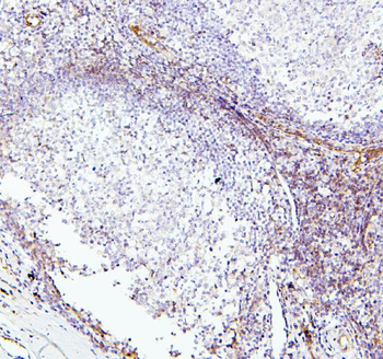 TIE2/TEK Antibody