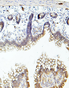 TIE2/TEK Antibody