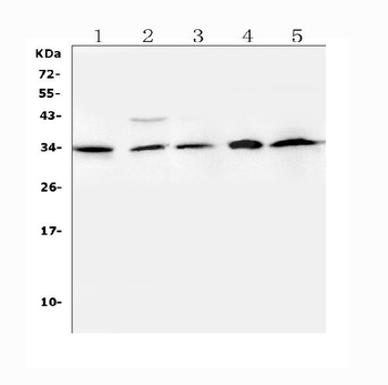 BAFF/TNFSF13B Rabbit Polyclonal Antibody