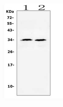 BAFF/TNFSF13B Rabbit Polyclonal Antibody