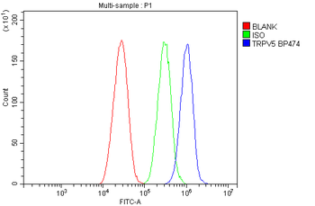 TRPV5 Antibody