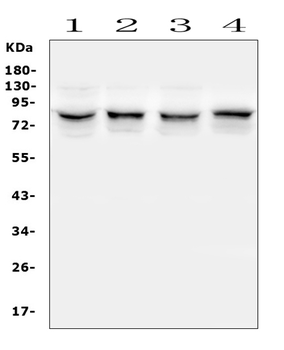 TRPV5 Antibody