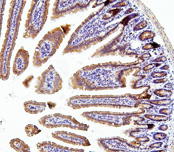 Thioredoxin 2/TXN2 Antibody