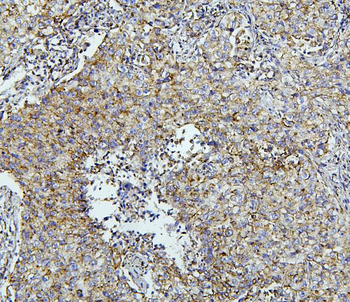 Thioredoxin 2/TXN2 Antibody