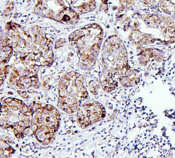 Thioredoxin 2/TXN2 Antibody