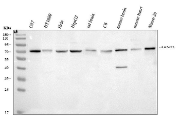 BMAL1/ARNTL Rabbit Polyclonal Antibody