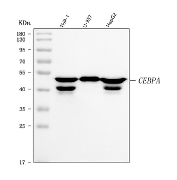 CEBP Alpha/CEBPA Rabbit Polyclonal Antibody