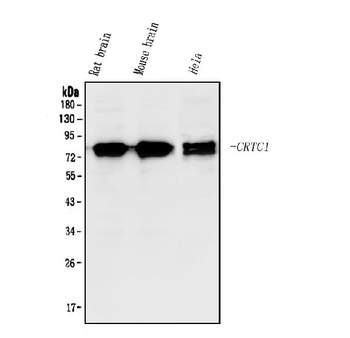 TORC1/CRTC1 Rabbit Polyclonal Antibody